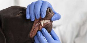 Dental Health for Dogs and Cats