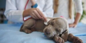 Cancer Emergencies in Pets